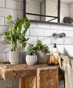 Capi Europe - Set Van 4 - Bloempot Binnen - Groove - - Ivoor - Bloempot Voor Binnen - BOX-BGVI-4 7 Capi Europe - Set Van 4 - Bloempot Binnen - Groove - - Ivoor - Bloempot Voor Binnen - BOX-BGVI-4 -Tuin Kweekbenodigdheden 1005x1200 1