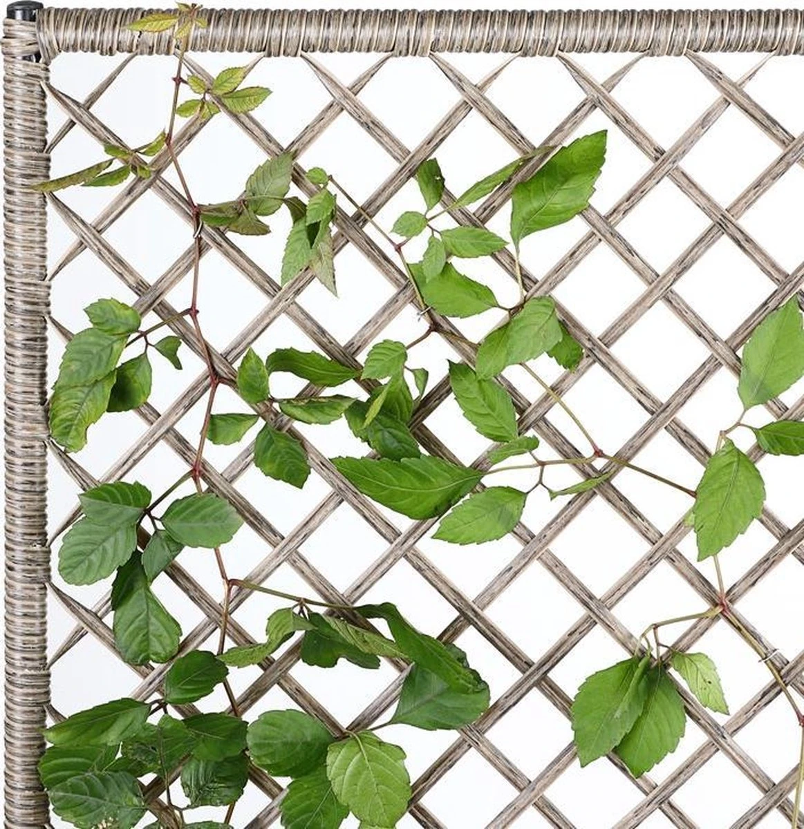 Casaria Polyrattan Bloembak – 3 Bakken Klimophek - Crème 7 Casaria Polyrattan Bloembak – 3 Bakken Klimophek - Crème - Afbeelding 5