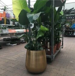 Gina Da Bloempot Karakter Goud - XL 9 Gina Da Bloempot Karakter Goud - XL -Tuin Kweekbenodigdheden 1191x1200 4