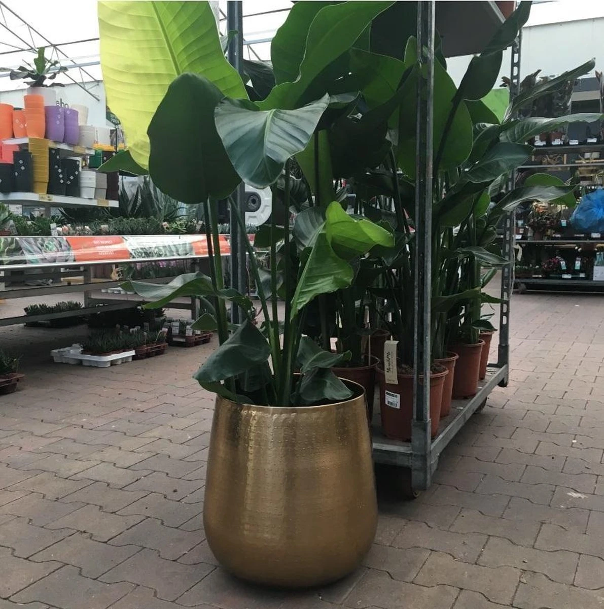 Gina Da Bloempot Karakter Goud - XL 5 Gina Da Bloempot Karakter Goud - XL - Afbeelding 3