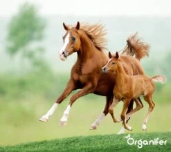 Kalk Korrel Meststof Verrijkt Met Magnesium (20Kg - Voor 400m2) Voor Dieper Bladgroen (+PH) Speciaal Voor Gazon, Perken, Moestuin En Openbaar Groen - Organifer 27 Kalk Korrel Meststof Verrijkt Met Magnesium (20Kg - Voor 400m2) Voor Dieper Bladgroen (+PH) Speciaal Voor Gazon, Perken, Moestuin En Openbaar Groen - Organifer -Tuin Kweekbenodigdheden 1200x1071 1