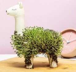 Gift Republic Lama Bloempot Met Zaadjes 10 Gift Republic Lama Bloempot Met Zaadjes -Tuin Kweekbenodigdheden 1200x1137