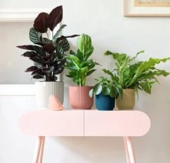 Elho Vibes Fold Rond 25 - Bloempot Voor Binnen - Ø 25.0 X H 23.0 Cm - Delicaat Roze -Tuin Kweekbenodigdheden 1200x1149 4