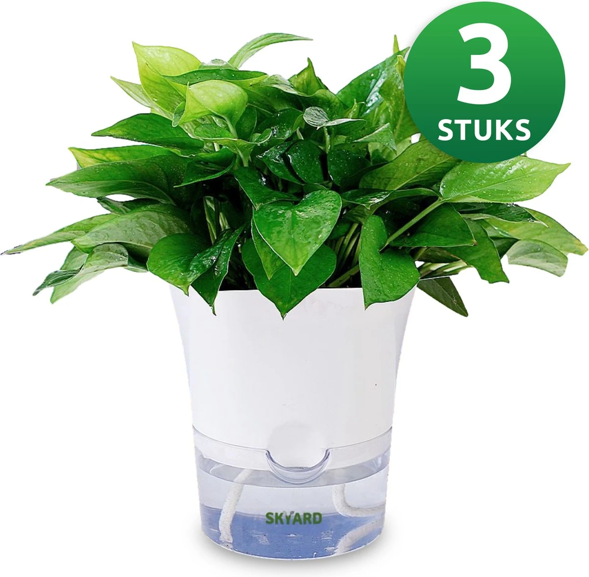 SKYARD® 3 Stuks Zelfwaterende Bloempot Maat M – Milieuvriendelijk Watergeefsysteem Kamerplanten – Zelfwatergevende Pot – Bloempot Met Waterreservoir – Selfwatering Pot – Wit 3 SKYARD® 3 Stuks Zelfwaterende Bloempot Maat M – Milieuvriendelijk Watergeefsysteem Kamerplanten – Zelfwatergevende Pot – Bloempot Met Waterreservoir – Selfwatering Pot – Wit
