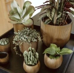 Capi Europe - Bloempot Bol Groove - 23x21 - Goud - Bloempot Voor Binnen - BGVGB134 15 Capi Europe - Bloempot Bol Groove - 23x21 - Goud - Bloempot Voor Binnen - BGVGB134 -Tuin Kweekbenodigdheden 1200x1191 3