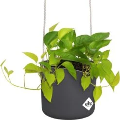 Elho B.for Swing 18 Hangpot - Bloempot Voor Binnen - Ø 18.0 X H 16.5 Cm - Zwart/Antraciet 21 Elho B.for Swing 18 Hangpot - Bloempot Voor Binnen - Ø 18.0 X H 16.5 Cm - Zwart/Antraciet -Tuin Kweekbenodigdheden 1200x1197 10