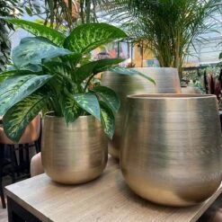 Merkloos Karakter Pot Alu Neo Gold ø40x40cm -Tuin Kweekbenodigdheden 1200x1198 18