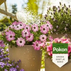 Pokon Terras & Balkonplanten Voeding - 1l - Plantenvoeding - 20ml Per 1L Water 9 Pokon Terras & Balkonplanten Voeding - 1l - Plantenvoeding - 20ml Per 1L Water -Tuin Kweekbenodigdheden 1200x1200 102