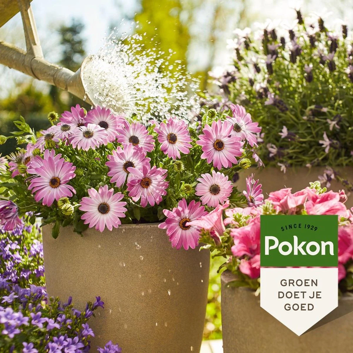 Pokon Terras & Balkonplanten Voeding - 1l - Plantenvoeding - 20ml Per 1L Water 5 Pokon Terras & Balkonplanten Voeding - 1l - Plantenvoeding - 20ml Per 1L Water - Afbeelding 3
