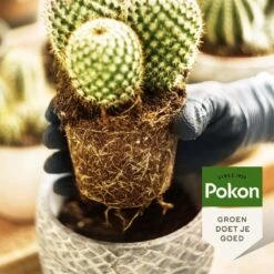Pokon Cactus & Vetplant Voeding - 250ml - Plantenvoeding - 20ml Per 1L Water 11 Pokon Cactus & Vetplant Voeding - 250ml - Plantenvoeding - 20ml Per 1L Water -Tuin Kweekbenodigdheden 1200x1200 107