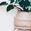 Plantenmand 35x35cm Naturel Extra Groot | Multifunctionele Mand | Handgemaakt | Planten-houder | Planten Accessoires | Planten Mand 2 Plantenmand 35x35cm Naturel Extra Groot | Multifunctionele Mand | Handgemaakt | Planten-houder | Planten Accessoires | Planten Mand -Tuin Kweekbenodigdheden 1200x1200 1106