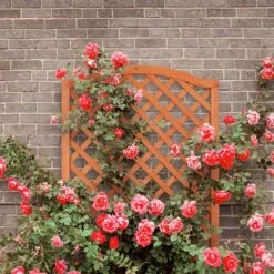 Relaxdays Plantenbak Met Klimrek - Bloembak Trellis - Rankhulp Hout - Voor Klimplanten 13 Relaxdays Plantenbak Met Klimrek - Bloembak Trellis - Rankhulp Hout - Voor Klimplanten -Tuin Kweekbenodigdheden 1200x1200 1127