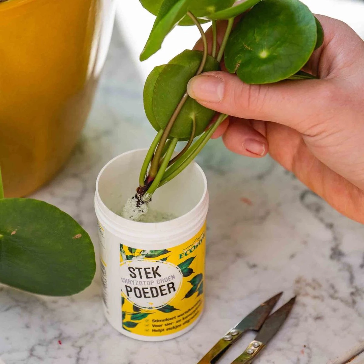 ECOstyle Stekpoeder Stimuleert Wortelvorming - Voor Sier & Kamerplanten - Helpt Stekjes Uitgroeien Tot Een Volwaardige Plant - 25 GR 4 ECOstyle Stekpoeder Stimuleert Wortelvorming - Voor Sier & Kamerplanten - Helpt Stekjes Uitgroeien Tot Een Volwaardige Plant - 25 GR - Afbeelding 2