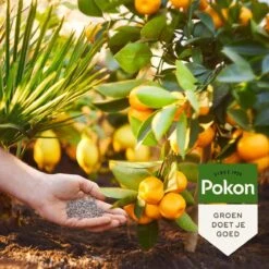 Pokon Mediterrane Planten Mest - 1kg - Meststof - 3-in-1 Werking -Tuin Kweekbenodigdheden 1200x1200 124