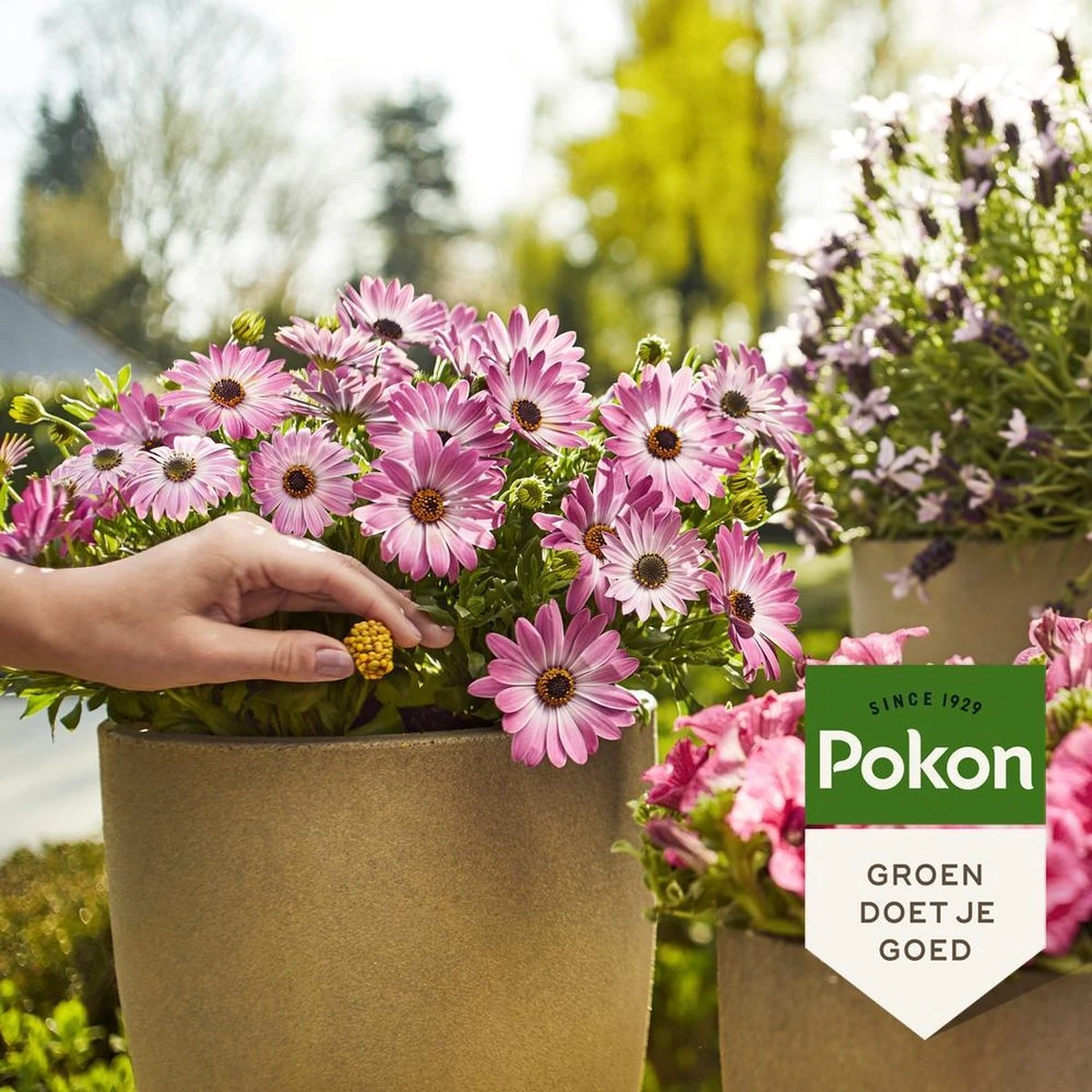 Pokon Voedingskegels Voor Terras- & Balkonplanten - 40 Stuks - 180 Dagen Voeding - Plantenvoeding 6 Pokon Voedingskegels Voor Terras- & Balkonplanten - 40 Stuks - 180 Dagen Voeding - Plantenvoeding - Afbeelding 4