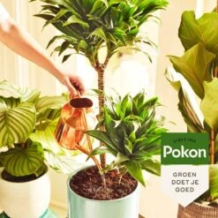 Pokon Kamerplanten Voeding - 500ml - Plantenvoeding - 20ml Per 1L Water 11 Pokon Kamerplanten Voeding - 500ml - Plantenvoeding - 20ml Per 1L Water -Tuin Kweekbenodigdheden 1200x1200 130