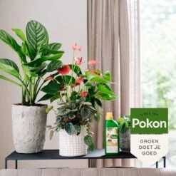 Pokon Kamerplanten Voeding - 500ml - Plantenvoeding - 20ml Per 1L Water 12 Pokon Kamerplanten Voeding - 500ml - Plantenvoeding - 20ml Per 1L Water -Tuin Kweekbenodigdheden 1200x1200 131