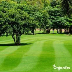 Kalk Korrel Meststof Verrijkt Met Magnesium (20Kg - Voor 400m2) Voor Dieper Bladgroen (+PH) Speciaal Voor Gazon, Perken, Moestuin En Openbaar Groen - Organifer 33 Kalk Korrel Meststof Verrijkt Met Magnesium (20Kg - Voor 400m2) Voor Dieper Bladgroen (+PH) Speciaal Voor Gazon, Perken, Moestuin En Openbaar Groen - Organifer -Tuin Kweekbenodigdheden 1200x1200 144