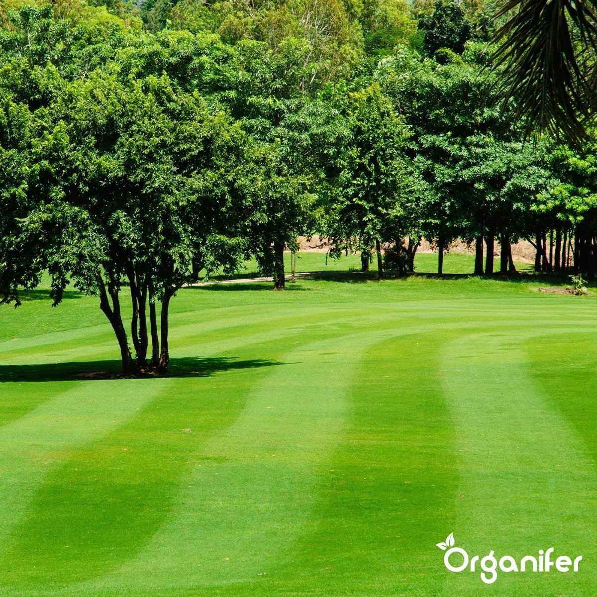 Kalk Korrel Meststof Verrijkt Met Magnesium (20Kg - Voor 400m2) Voor Dieper Bladgroen (+PH) Speciaal Voor Gazon, Perken, Moestuin En Openbaar Groen - Organifer 16 Kalk Korrel Meststof Verrijkt Met Magnesium (20Kg - Voor 400m2) Voor Dieper Bladgroen (+PH) Speciaal Voor Gazon, Perken, Moestuin En Openbaar Groen - Organifer - Afbeelding 14