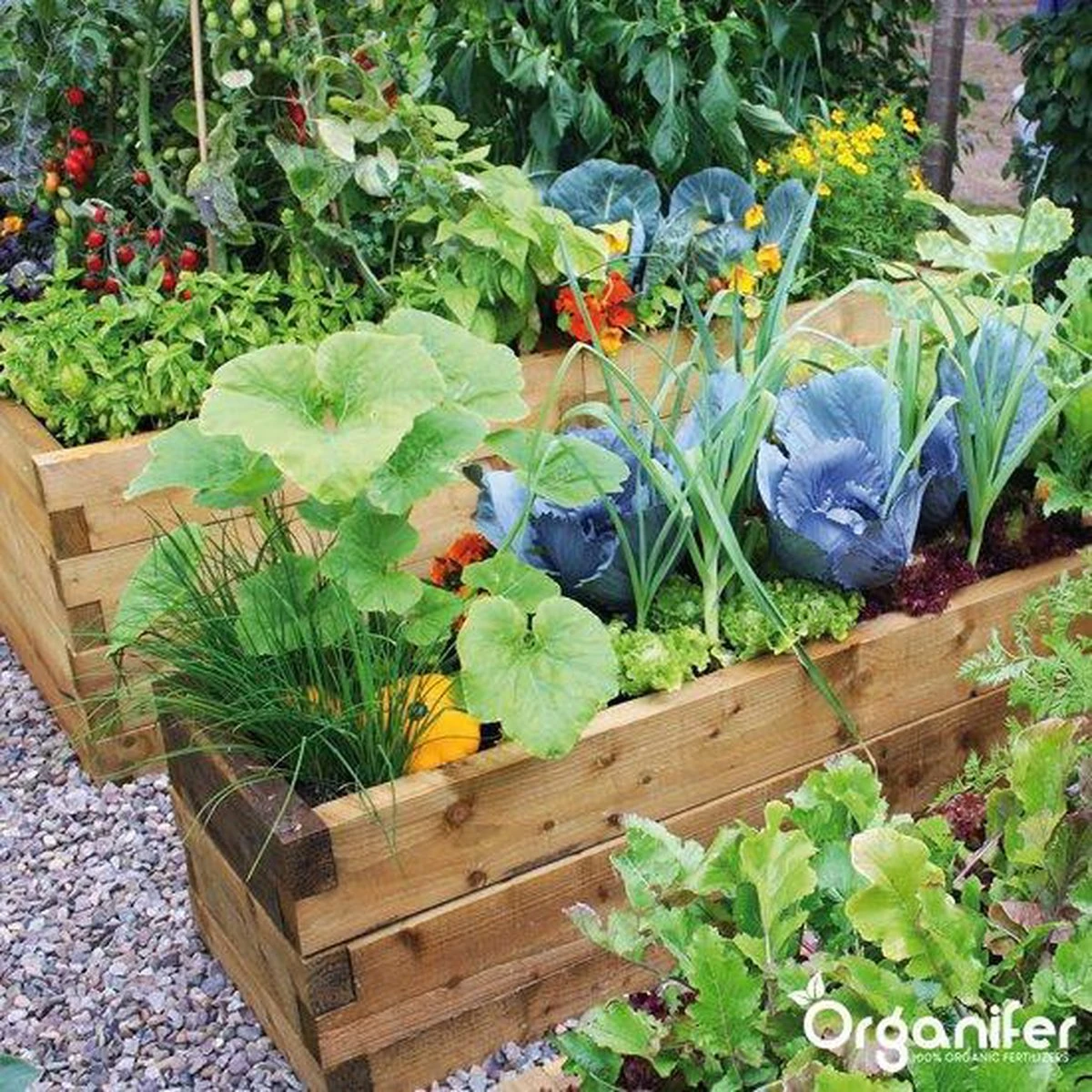 Kalk Korrel Meststof Verrijkt Met Magnesium (20Kg - Voor 400m2) Voor Dieper Bladgroen (+PH) Speciaal Voor Gazon, Perken, Moestuin En Openbaar Groen - Organifer 19 Kalk Korrel Meststof Verrijkt Met Magnesium (20Kg - Voor 400m2) Voor Dieper Bladgroen (+PH) Speciaal Voor Gazon, Perken, Moestuin En Openbaar Groen - Organifer - Afbeelding 17