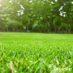 Kalk Korrel Meststof Verrijkt Met Magnesium (20Kg - Voor 400m2) Voor Dieper Bladgroen (+PH) Speciaal Voor Gazon, Perken, Moestuin En Openbaar Groen - Organifer 37 Kalk Korrel Meststof Verrijkt Met Magnesium (20Kg - Voor 400m2) Voor Dieper Bladgroen (+PH) Speciaal Voor Gazon, Perken, Moestuin En Openbaar Groen - Organifer -Tuin Kweekbenodigdheden 1200x1200 148