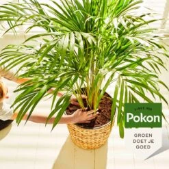 Pokon Palm Voeding - 250ml - Plantenvoeding - 10ml Per 1L Water 14 Pokon Palm Voeding - 250ml - Plantenvoeding - 10ml Per 1L Water -Tuin Kweekbenodigdheden 1200x1200 151