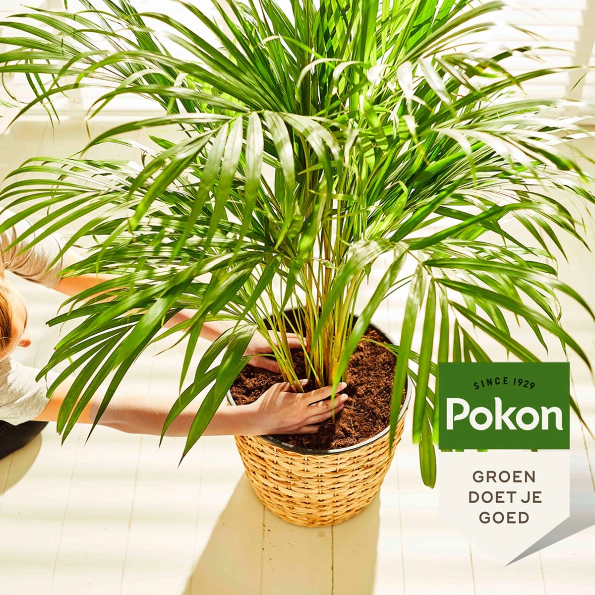 Pokon Palm Voeding - 250ml - Plantenvoeding - 10ml Per 1L Water 7 Pokon Palm Voeding - 250ml - Plantenvoeding - 10ml Per 1L Water - Afbeelding 5