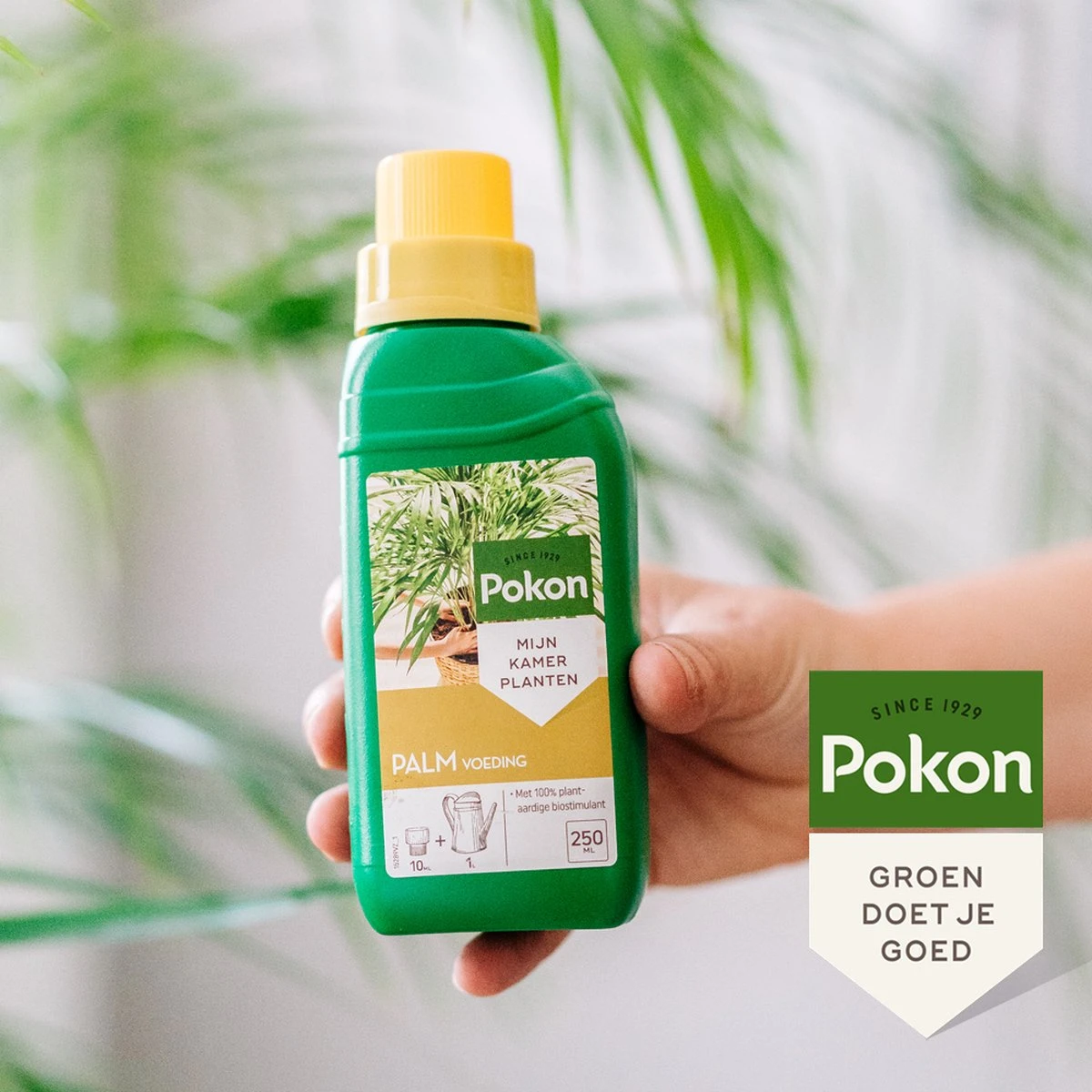 Pokon Palm Voeding - 250ml - Plantenvoeding - 10ml Per 1L Water 8 Pokon Palm Voeding - 250ml - Plantenvoeding - 10ml Per 1L Water - Afbeelding 6