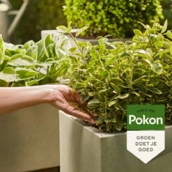 Pokon Voedingskorrels Voor Groene Planten - 800gr - 180 Dagen Voeding - Plantenvoeding 13 Pokon Voedingskorrels Voor Groene Planten - 800gr - 180 Dagen Voeding - Plantenvoeding -Tuin Kweekbenodigdheden 1200x1200 153