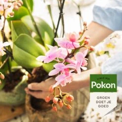 Pokon Orchidee Voeding - 500ml - Plantenvoeding - 10ml Per 1L Water -Tuin Kweekbenodigdheden 1200x1200 156