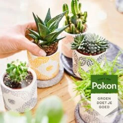 Pokon Bio Cactus & Vetplant Voeding - 250ml - Plantenvoeding (bio) - 7ml Per 1L Water 13 Pokon Bio Cactus & Vetplant Voeding - 250ml - Plantenvoeding (bio) - 7ml Per 1L Water -Tuin Kweekbenodigdheden 1200x1200 157