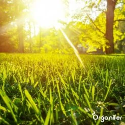 Gazonmest All-In-One (20Kg - Voor 400m2) Voor Een Diepgroen Sterk Gazon Zonder Mos En Onkruid - Complete Meststof Met Kalk En Grasversterker - Organifer 30 Gazonmest All-In-One (20Kg - Voor 400m2) Voor Een Diepgroen Sterk Gazon Zonder Mos En Onkruid - Complete Meststof Met Kalk En Grasversterker - Organifer -Tuin Kweekbenodigdheden 1200x1200 195