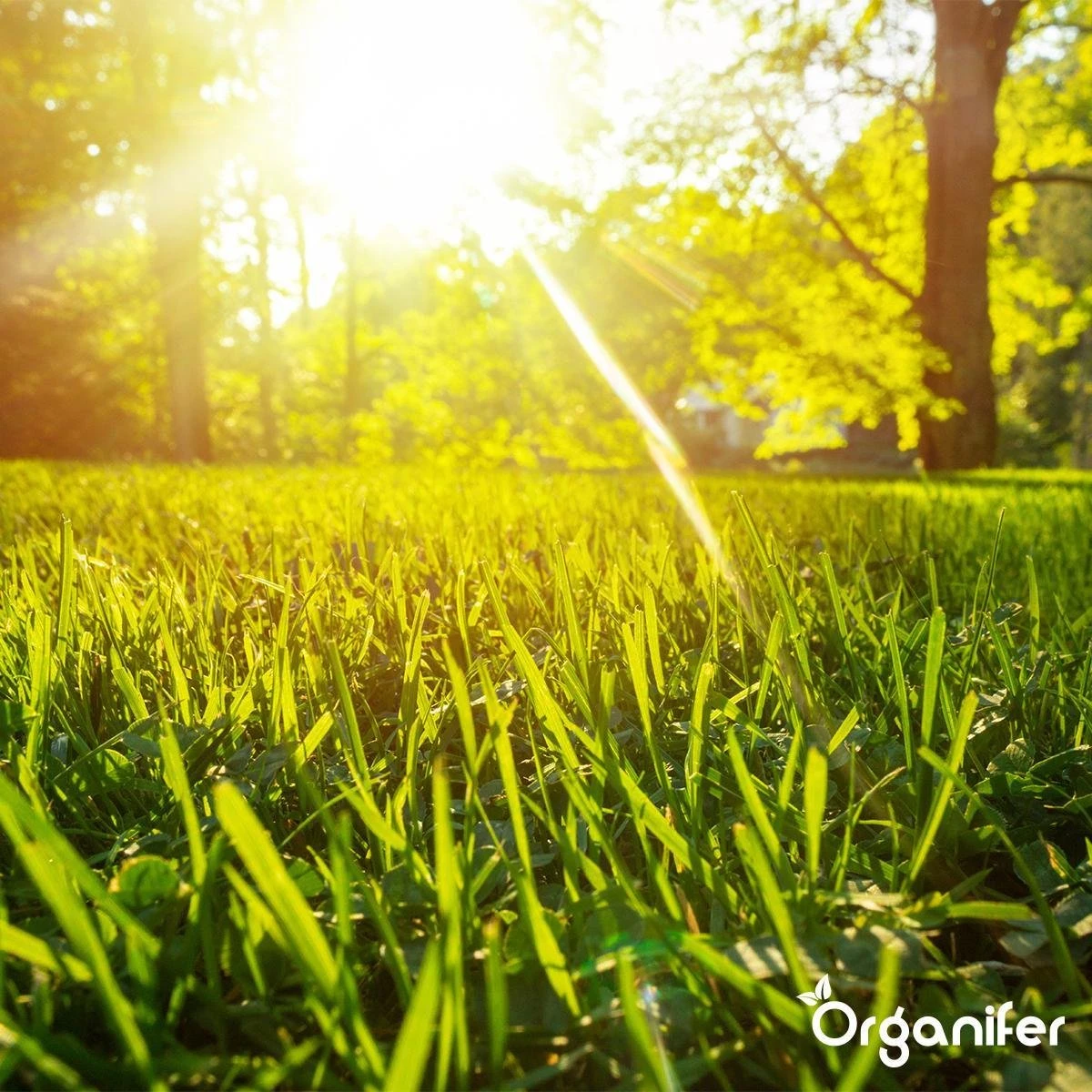 Gazonmest All-In-One (20Kg - Voor 400m2) Voor Een Diepgroen Sterk Gazon Zonder Mos En Onkruid - Complete Meststof Met Kalk En Grasversterker - Organifer 16 Gazonmest All-In-One (20Kg - Voor 400m2) Voor Een Diepgroen Sterk Gazon Zonder Mos En Onkruid - Complete Meststof Met Kalk En Grasversterker - Organifer - Afbeelding 14