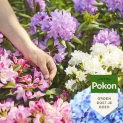 Pokon Rhododendron, Hortensia & Azalea Mest - 1kg - Meststof - 3-in-1 Werking 11 Pokon Rhododendron, Hortensia & Azalea Mest - 1kg - Meststof - 3-in-1 Werking -Tuin Kweekbenodigdheden 1200x1200 197