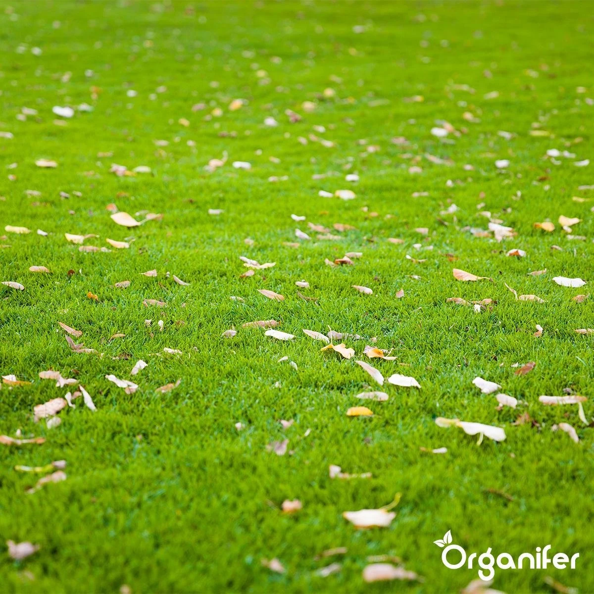 Gazonmest All-In-One (10Kg - Voor 200m2) Voor Een Diepgroen Sterk Gazon Zonder Mos En Onkruid - Complete Meststof Met Kalk En Grasversterker - Organifer 10 Gazonmest All-In-One (10Kg - Voor 200m2) Voor Een Diepgroen Sterk Gazon Zonder Mos En Onkruid - Complete Meststof Met Kalk En Grasversterker - Organifer - Afbeelding 8