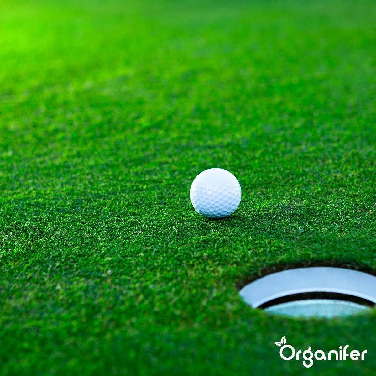 Gazonmest All-In-One (10Kg - Voor 200m2) Voor Een Diepgroen Sterk Gazon Zonder Mos En Onkruid - Complete Meststof Met Kalk En Grasversterker - Organifer 15 Gazonmest All-In-One (10Kg - Voor 200m2) Voor Een Diepgroen Sterk Gazon Zonder Mos En Onkruid - Complete Meststof Met Kalk En Grasversterker - Organifer - Afbeelding 13