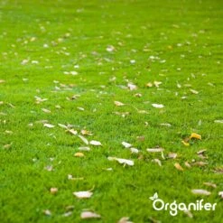 IJzersulfaat Meststof – Mos Verwijderaar – 5kg -Voor 250m2 (organifer) 19 IJzersulfaat Meststof – Mos Verwijderaar – 5kg -Voor 250m2 (organifer) -Tuin Kweekbenodigdheden 1200x1200 21