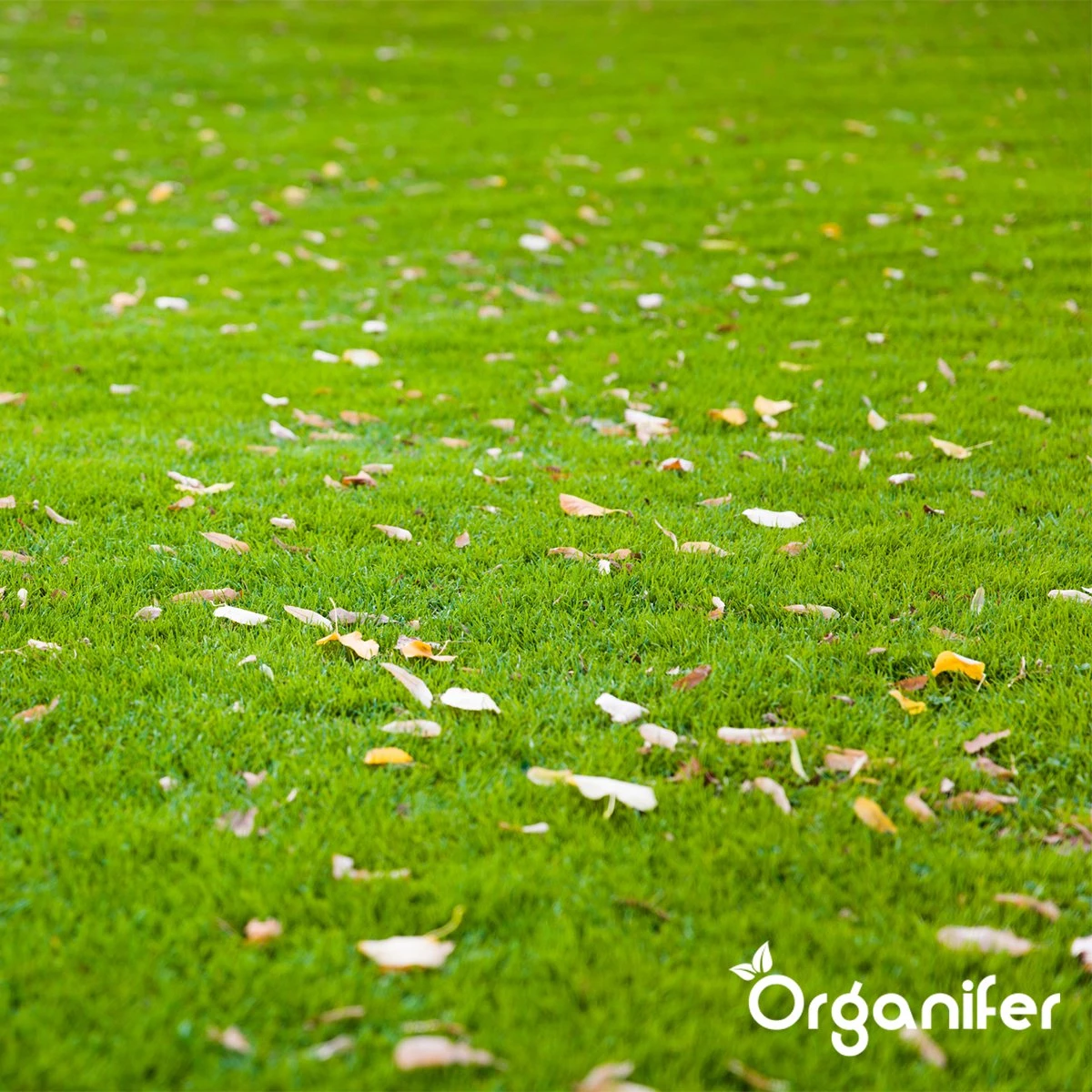 IJzersulfaat Meststof – Mos Verwijderaar – 5kg -Voor 250m2 (organifer) 8 IJzersulfaat Meststof – Mos Verwijderaar – 5kg -Voor 250m2 (organifer) - Afbeelding 6