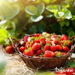 Lavagruis Uit Eifel Oergesteente (20Kg Voor 200m2) Grof Lavameel 0-2mm - Organifer 19 Lavagruis Uit Eifel Oergesteente (20Kg Voor 200m2) Grof Lavameel 0-2mm - Organifer -Tuin Kweekbenodigdheden 1200x1200 223