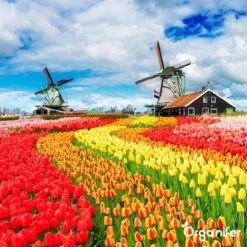 Lavagruis Uit Eifel Oergesteente (20Kg Voor 200m2) Grof Lavameel 0-2mm - Organifer 20 Lavagruis Uit Eifel Oergesteente (20Kg Voor 200m2) Grof Lavameel 0-2mm - Organifer -Tuin Kweekbenodigdheden 1200x1200 224