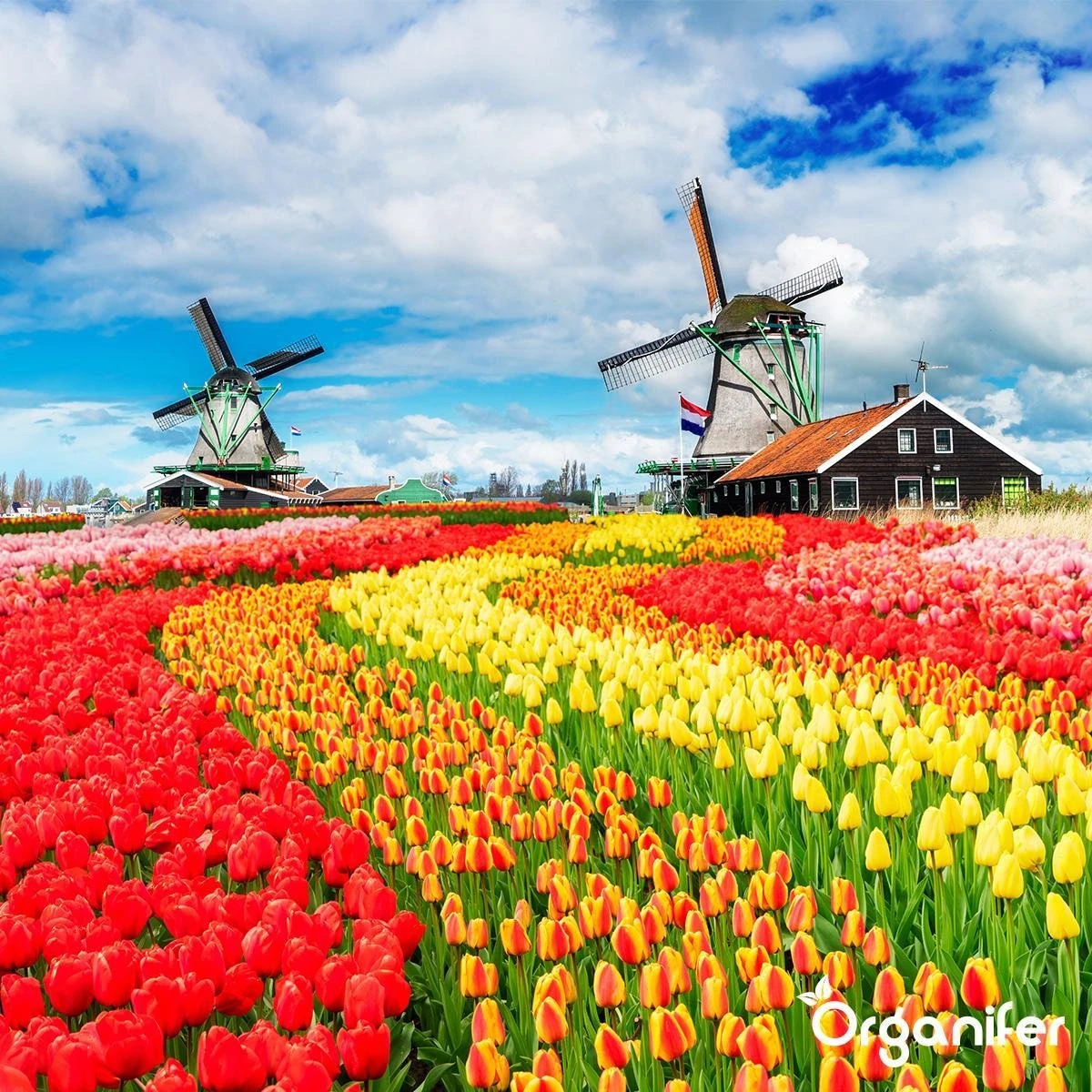 Lavagruis Uit Eifel Oergesteente (20Kg Voor 200m2) Grof Lavameel 0-2mm - Organifer 6 Lavagruis Uit Eifel Oergesteente (20Kg Voor 200m2) Grof Lavameel 0-2mm - Organifer - Afbeelding 4