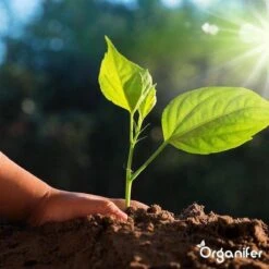 Lavagruis Uit Eifel Oergesteente (20Kg Voor 200m2) Grof Lavameel 0-2mm - Organifer 27 Lavagruis Uit Eifel Oergesteente (20Kg Voor 200m2) Grof Lavameel 0-2mm - Organifer -Tuin Kweekbenodigdheden 1200x1200 231