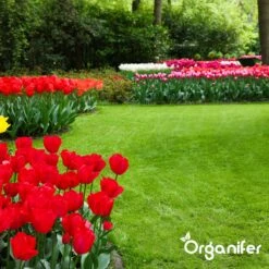 IJzersulfaat Meststof – Mos Verwijderaar – 5kg -Voor 250m2 (organifer) 22 IJzersulfaat Meststof – Mos Verwijderaar – 5kg -Voor 250m2 (organifer) -Tuin Kweekbenodigdheden 1200x1200 24