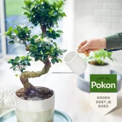 Pokon Bio Bonsai Voeding - 250ml - Plantenvoeding (bio) - 7ml Per 1L Water 14 Pokon Bio Bonsai Voeding - 250ml - Plantenvoeding (bio) - 7ml Per 1L Water -Tuin Kweekbenodigdheden 1200x1200 241