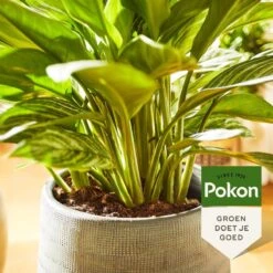 Pokon Groene Planten Voeding - 500ml - Plantenvoeding - 20ml Per 1L Water 10 Pokon Groene Planten Voeding - 500ml - Plantenvoeding - 20ml Per 1L Water -Tuin Kweekbenodigdheden 1200x1200 244