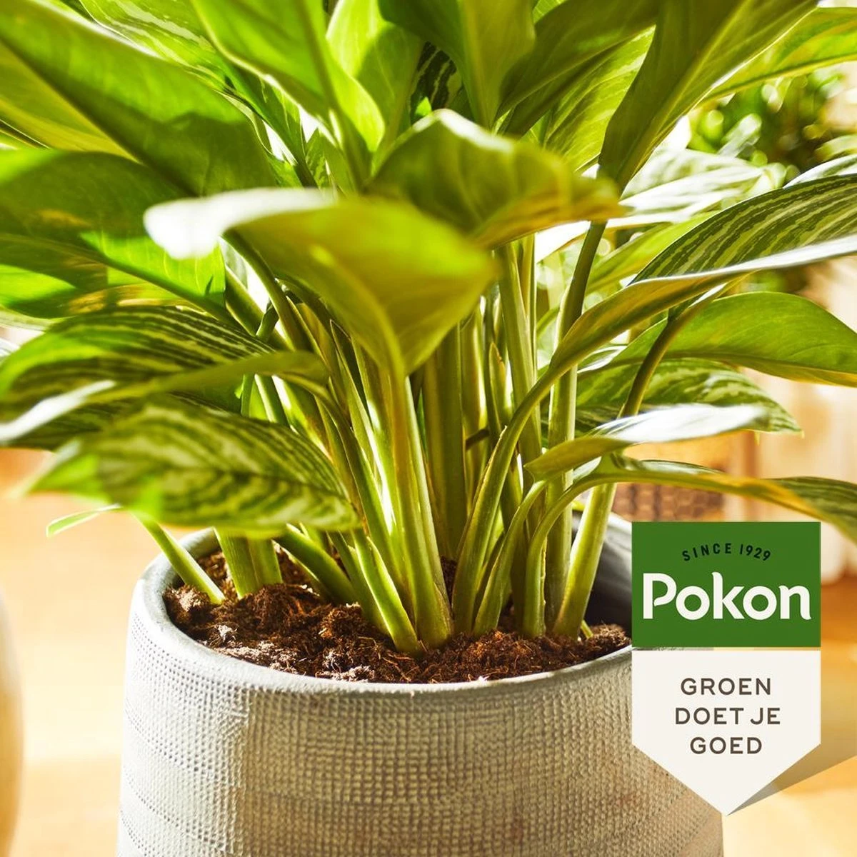 Pokon Groene Planten Voeding - 500ml - Plantenvoeding - 20ml Per 1L Water 6 Pokon Groene Planten Voeding - 500ml - Plantenvoeding - 20ml Per 1L Water - Afbeelding 4
