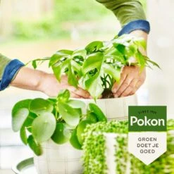 Pokon Bio Groene Planten Voeding - 500ml - Plantenvoeding (bio) - 7ml Per 1L Water 13 Pokon Bio Groene Planten Voeding - 500ml - Plantenvoeding (bio) - 7ml Per 1L Water -Tuin Kweekbenodigdheden 1200x1200 28