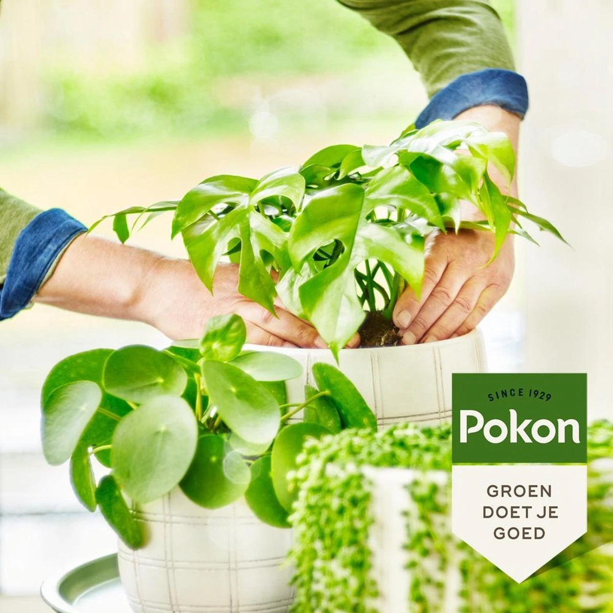 Pokon Bio Groene Planten Voeding - 500ml - Plantenvoeding (bio) - 7ml Per 1L Water 7 Pokon Bio Groene Planten Voeding - 500ml - Plantenvoeding (bio) - 7ml Per 1L Water - Afbeelding 5
