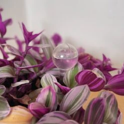 Merkloos JADI - Druppelsysteem - Waterdruppelaar Voor Uw Planten - Set Van 6 Stuks - 3 Grote & 3 Kleine - Transparante Waterbollen 8 Merkloos JADI - Druppelsysteem - Waterdruppelaar Voor Uw Planten - Set Van 6 Stuks - 3 Grote & 3 Kleine - Transparante Waterbollen -Tuin Kweekbenodigdheden 1200x1200 281