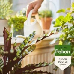 Pokon Bio Kamerplanten Voeding - 1l - Plantenvoeding (bio) - 7ml Per 1L Water 13 Pokon Bio Kamerplanten Voeding - 1l - Plantenvoeding (bio) - 7ml Per 1L Water -Tuin Kweekbenodigdheden 1200x1200 29